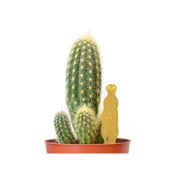 [GLAN00900] Plant Animal, Meerkat